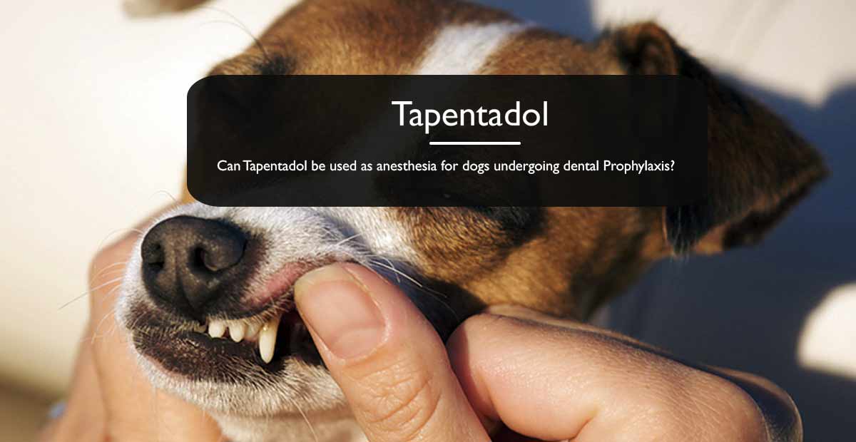 tapentadol for dogs